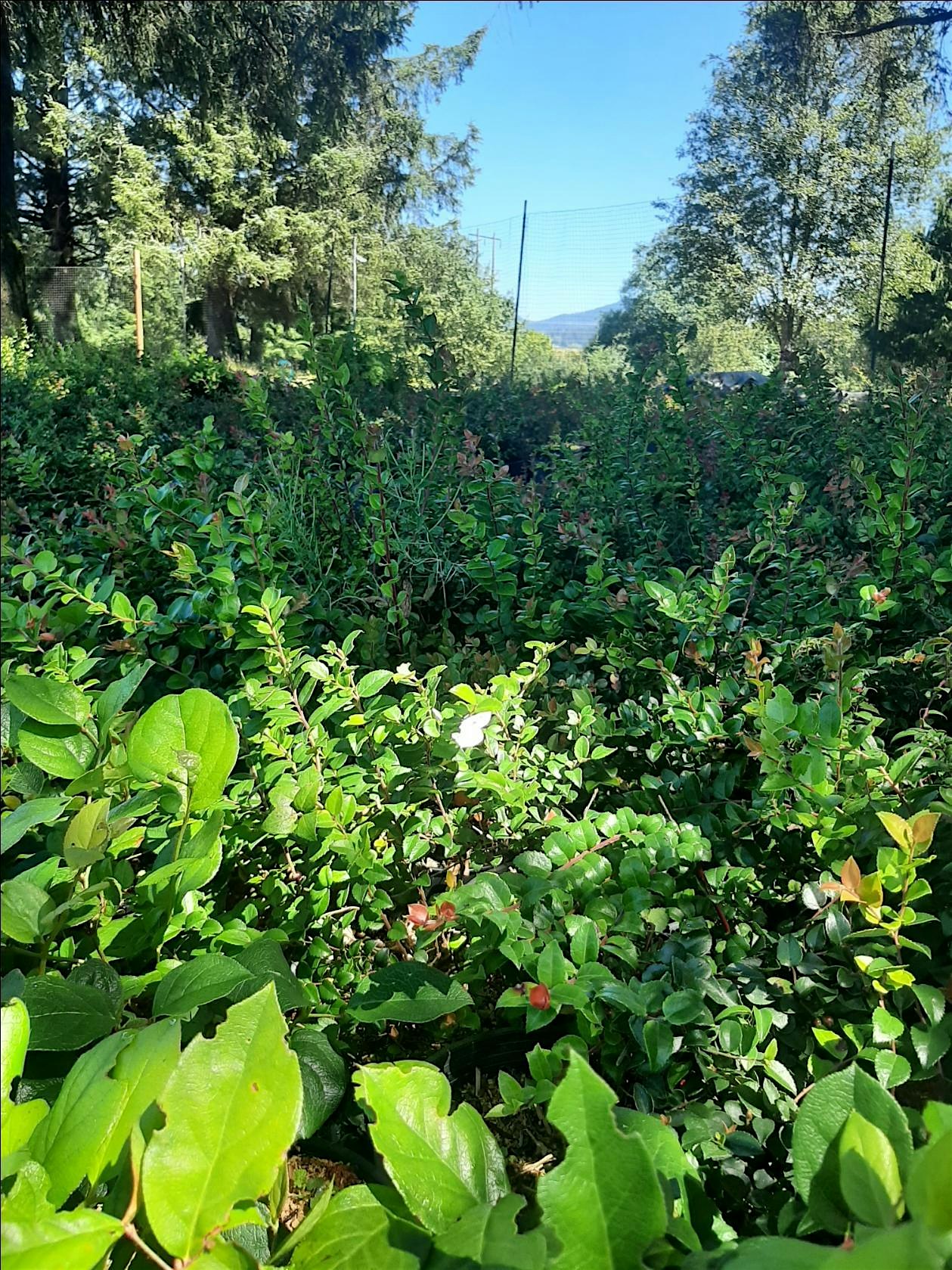 Huckleberry Spotting and Ethnobotany with Four Seasons of Foraging ...