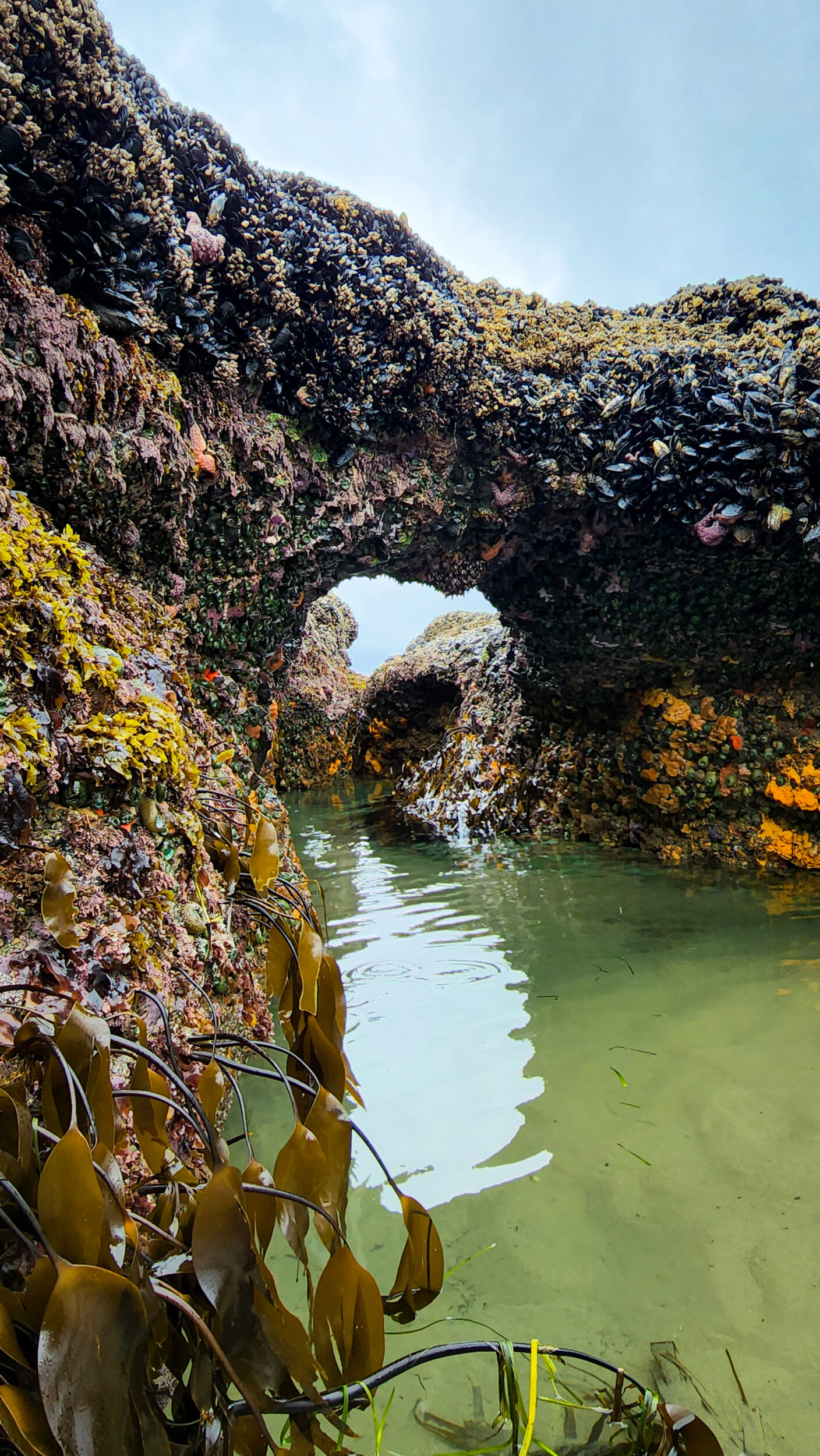 Tidepool Discovery Days Explore Nature