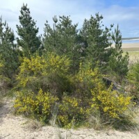 clay myers scotch broom